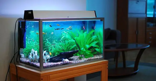 Các Loại Máy Lọc Nước Bể Cá Cảnh Phổ Biến và Hướng Dẫn Lựa Chọn Các Loại Máy Lọc Nước Bể Cá Cảnh Phổ Biến và Hướng Dẫn Lựa Chọn