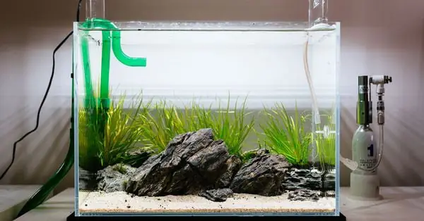 Các Loại Máy Lọc Nước Bể Cá Cảnh Phổ Biến và Hướng Dẫn Lựa Chọn Các Loại Máy Lọc Nước Bể Cá Cảnh Phổ Biến và Hướng Dẫn Lựa Chọn