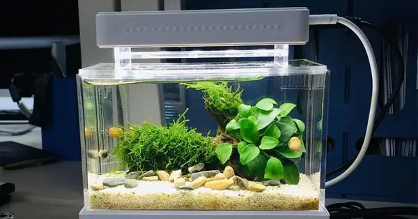 Các Loại Máy Lọc Nước Bể Cá Cảnh Phổ Biến và Hướng Dẫn Lựa Chọn Các Loại Máy Lọc Nước Bể Cá Cảnh Phổ Biến và Hướng Dẫn Lựa Chọn