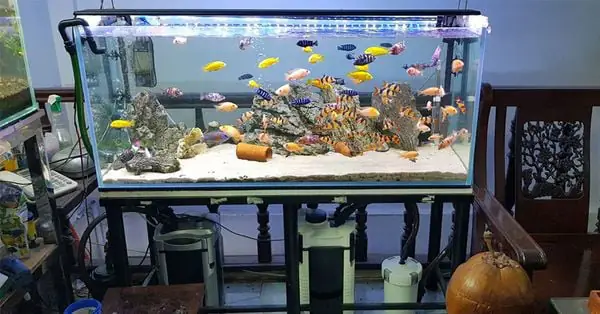 Các Loại Máy Lọc Nước Bể Cá Cảnh Phổ Biến và Hướng Dẫn Lựa Chọn Các Loại Máy Lọc Nước Bể Cá Cảnh Phổ Biến và Hướng Dẫn Lựa Chọn