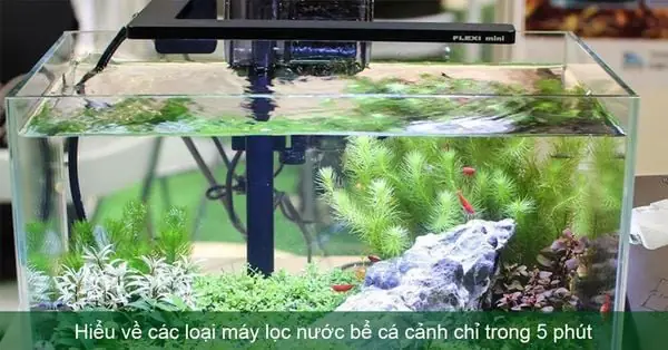 Các Loại Máy Lọc Nước Bể Cá Cảnh Phổ Biến và Hướng Dẫn Lựa Chọn