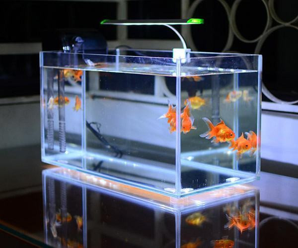 Các loại phụ kiện và cây thủy sinh được trưng bày cạnh một bể cá cảnh