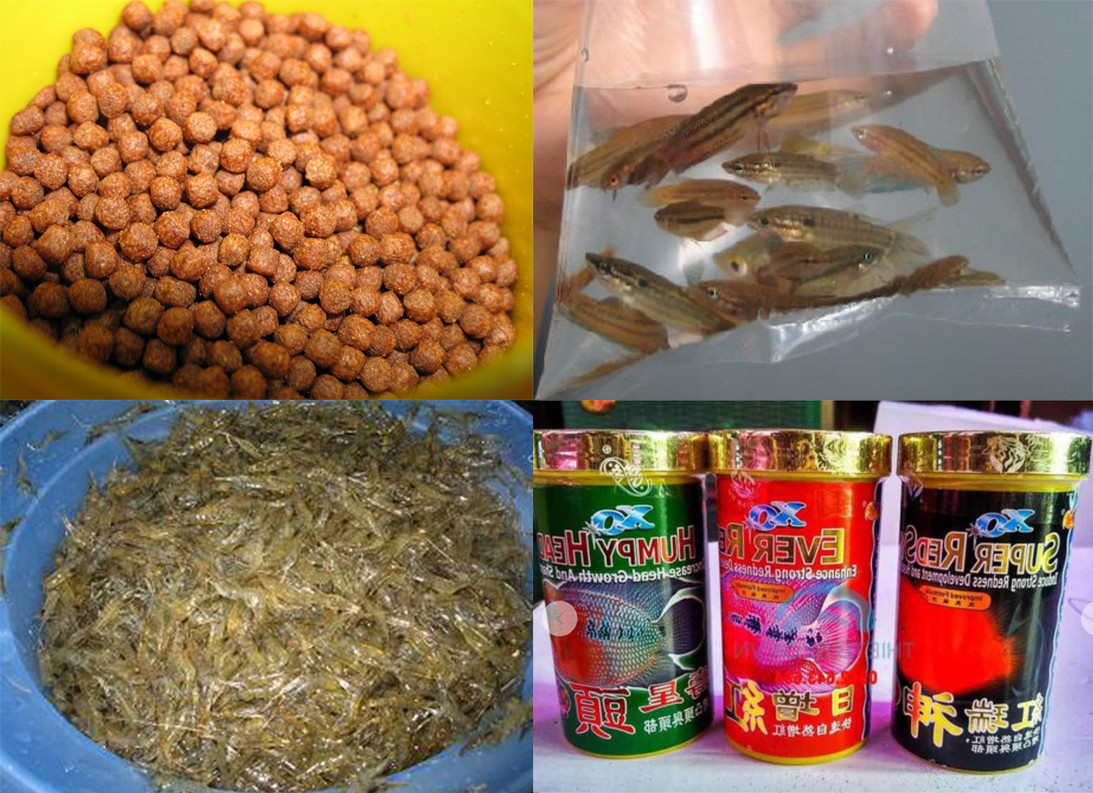 Các loại thức ăn chất lượng cao dành cho cá la hán silk