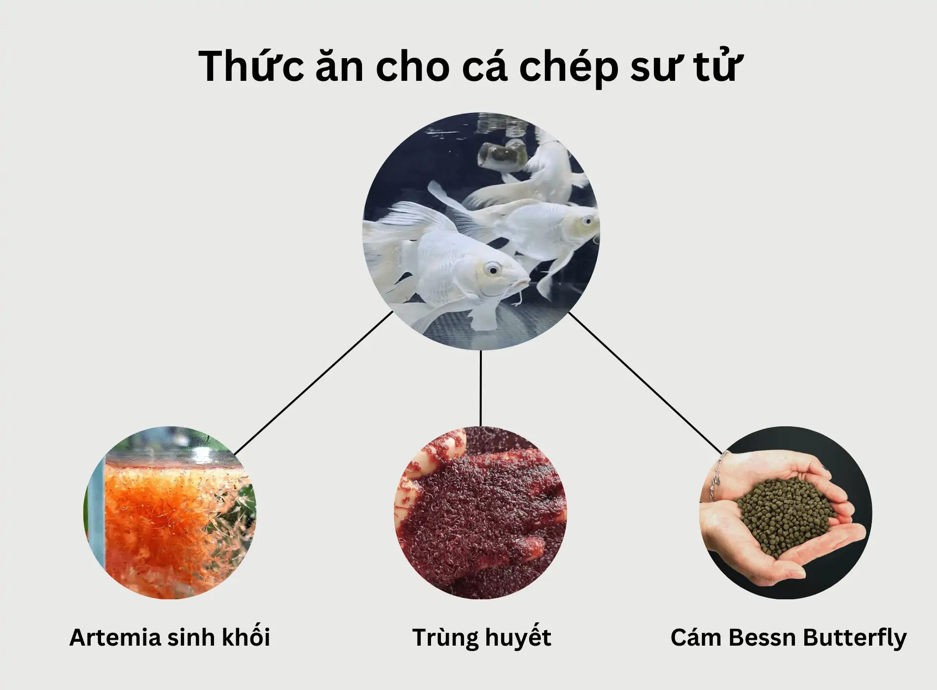 Các loại thức ăn chất lượng dành cho cá cảnh sư tử trắng