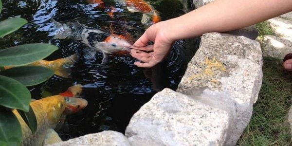 Các loại thức ăn đa dạng dành cho cá cảnh nhỏ, bao gồm viên nén và thức ăn tươi sống