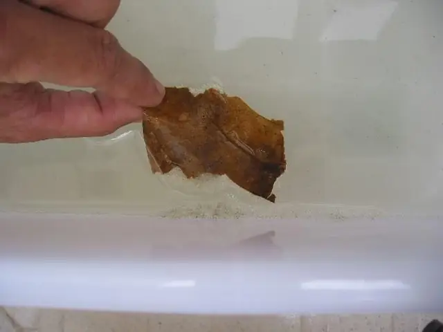 Hướng Dẫn Chi Tiết Cách Ấp Trứng Cá Betta Thành Công Cho Người Mới Bắt Đầu