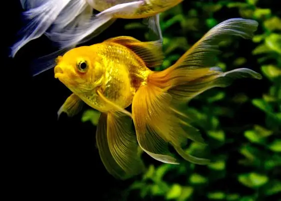 Hướng Dẫn Chi Tiết Cách Ấp Trứng Cá Vàng Thành Công
