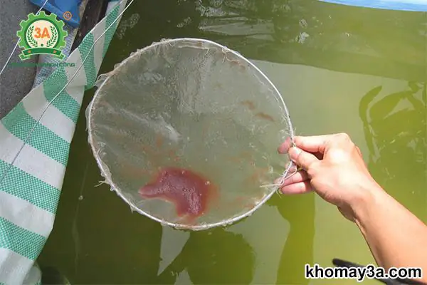Cách Bảo Quản Bobo Cho Cá Ăn Tươi Sống Lâu Dài Hiệu Quả