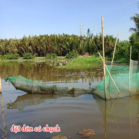 Cách bắt cá bằng tay: Kỹ thuật và mẹo nhỏ từ chuyên gia