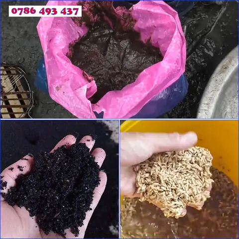 Làm thế nào để bắt cá đồng hiệu quả và bền vững?