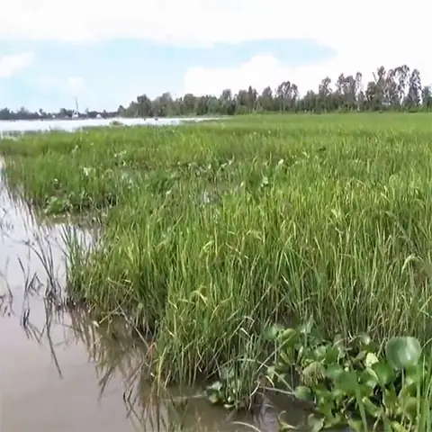 Làm thế nào để bắt cá đồng hiệu quả và bền vững?
