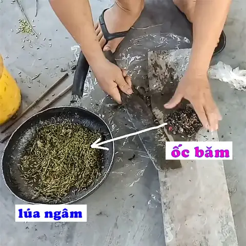 Hướng Dẫn Cách Bắt Cá Rô Đồng Thành Công
