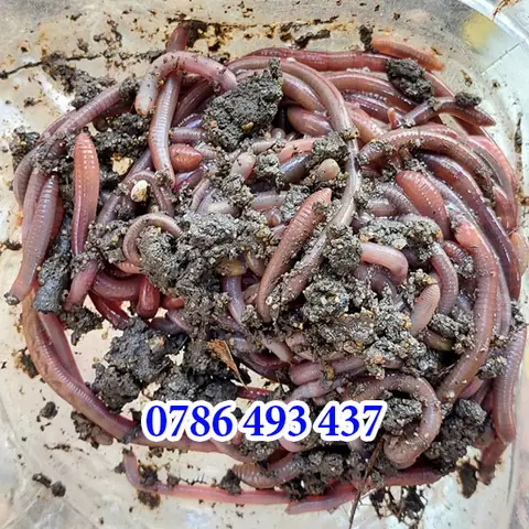 Cách Bắt Cá Trê: Hướng Dẫn Từ Phương Pháp Đơn Giản Đến Nâng Cao