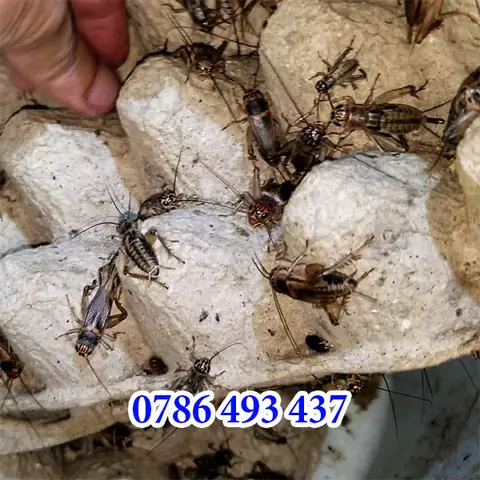 Cách Bắt Cá Trê: Hướng Dẫn Từ Phương Pháp Đơn Giản Đến Nâng Cao