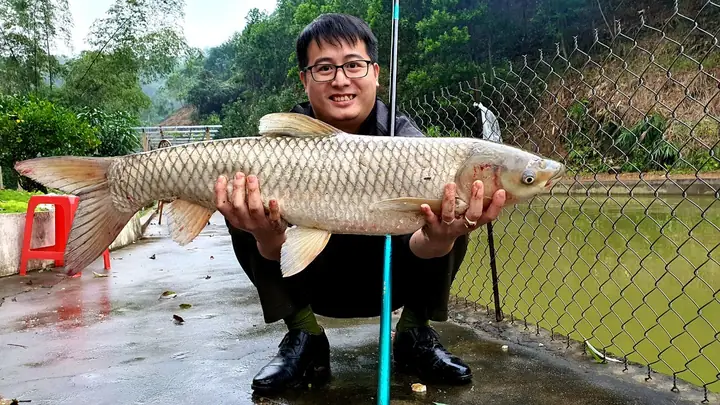 Hướng Dẫn Cách Câu Cá Trắm Cỏ Hiệu Quả Và Chuyên Nghiệp