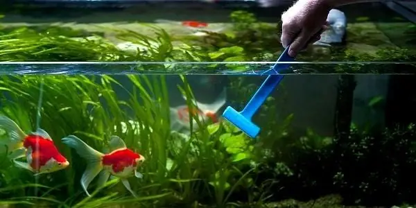 Cách Chăm Sóc Bể Cá Cảnh Trong Nhà Từ A Đến Z