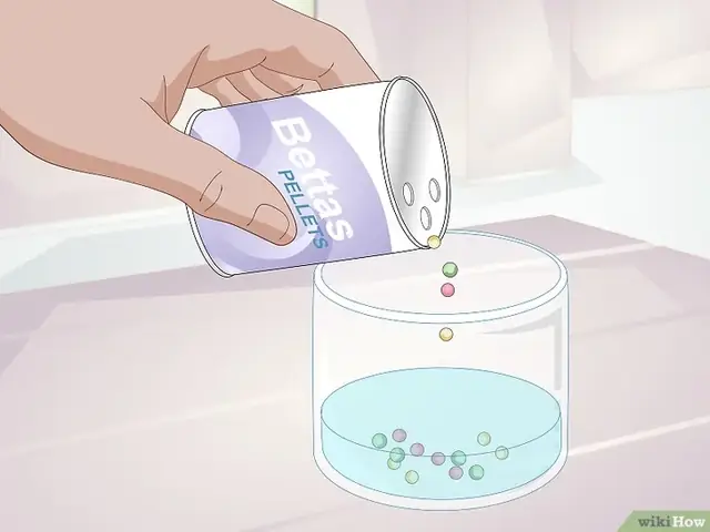 Cách Cho Cá Betta Ăn Đúng Cách Để Cá Khỏe Mạnh