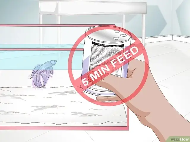 Cách Cho Cá Betta Ăn Đúng Cách Để Cá Khỏe Mạnh