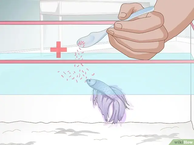 Cách Cho Cá Betta Ăn Đúng Cách Để Cá Khỏe Mạnh