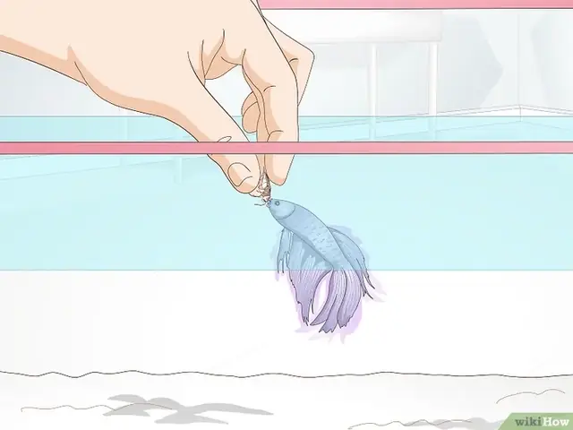 Cách Cho Cá Betta Ăn Đúng Cách Để Cá Khỏe Mạnh