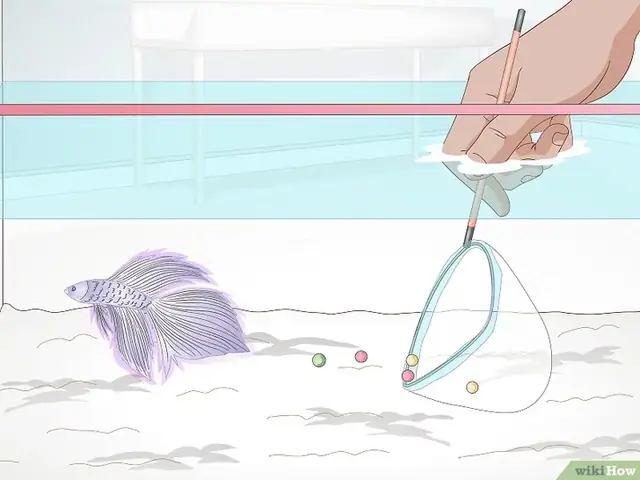 Cách Cho Cá Betta Ăn Đúng Cách Để Cá Khỏe Mạnh