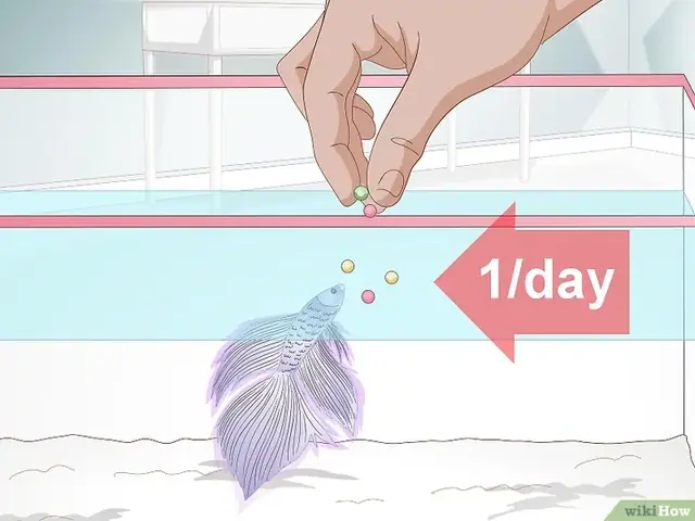 Cách Cho Cá Betta Ăn Đúng Cách Để Cá Khỏe Mạnh