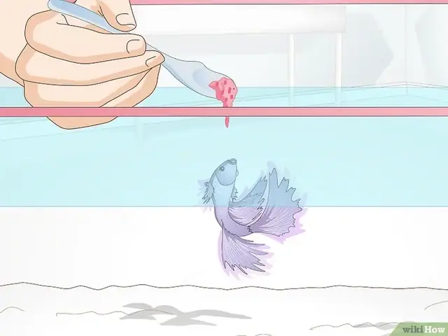 Cách Cho Cá Betta Ăn Đúng Cách Để Cá Khỏe Mạnh