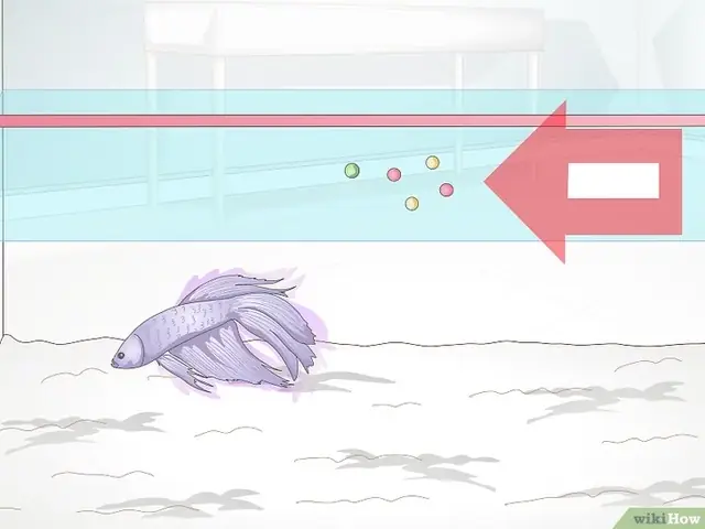 Cách Cho Cá Betta Ăn Đúng Cách Để Cá Khỏe Mạnh