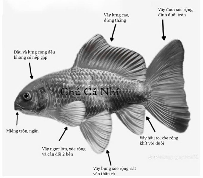Cách chọn cá cảnh phi tần non chất lượng cao