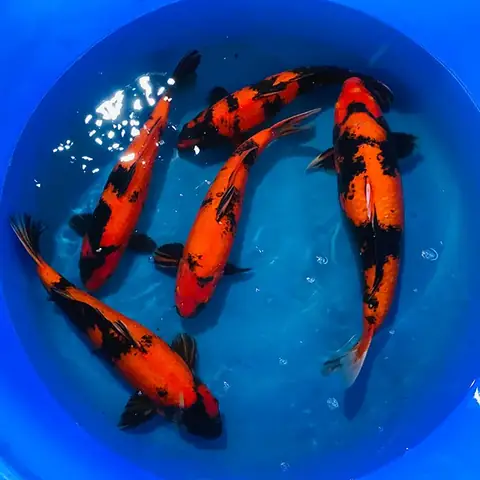 Cách Chọn Cá Koi Đẹp Chuẩn: Hướng Dẫn Chi Tiết Từ Chuyên Gia