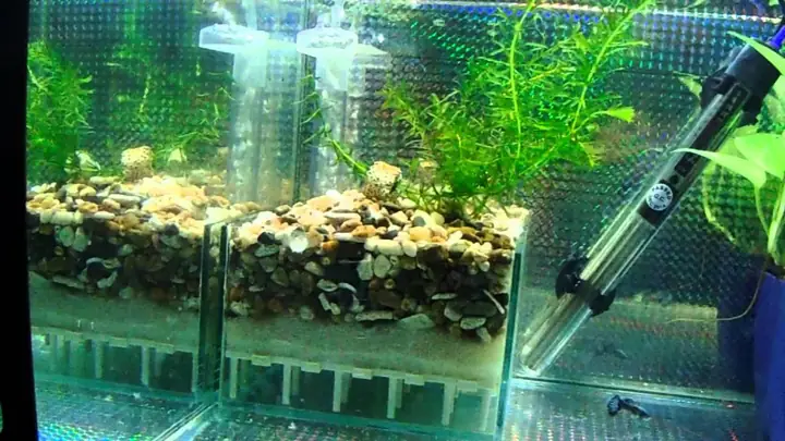 cách đặt máy lọc bể cá