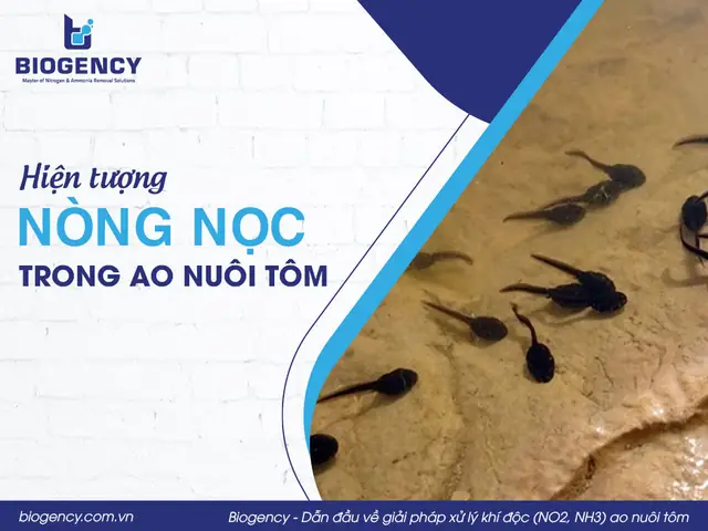 Làm Thế Nào Để Diệt Nòng Nọc Trong Hồ Cá An Toàn Và Nhanh Chóng?