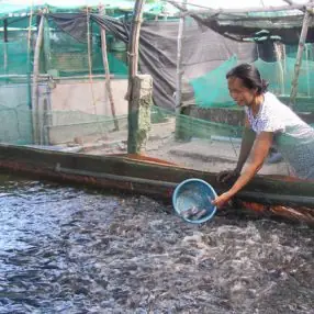 Cách Diệt Tảo Trong Ao Nuôi Cá Hiệu Quả và An Toàn