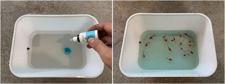 Dưỡng Cá Betta Mới Mua Về: Hướng Dẫn Chăm Sóc Đúng Cách