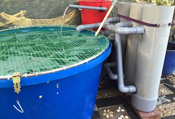 Làm Thế Nào Để Dưỡng Cá Koi Mới Mua Về Khỏe Mạnh Và Thích Nghi Nhanh?