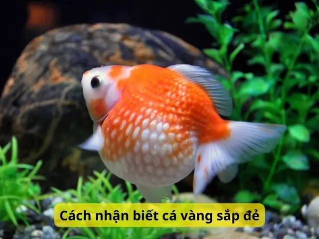 Hướng Dẫn Chi Tiết Cách Ép Cá Ba Đuôi Đẻ Thành Công