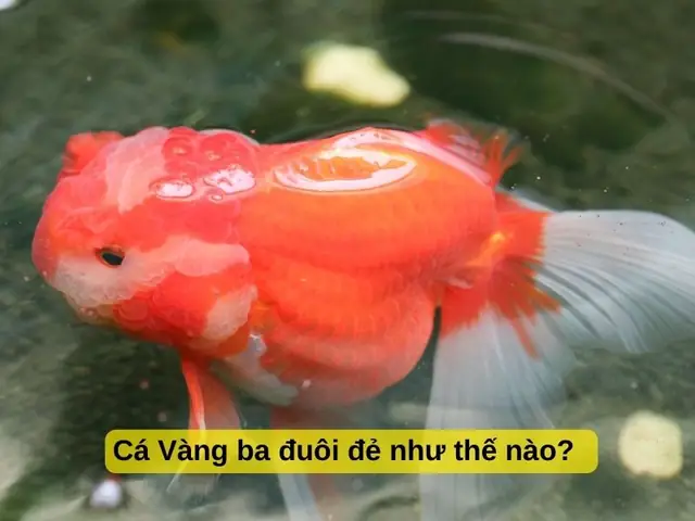 Hướng Dẫn Chi Tiết Cách Ép Cá Ba Đuôi Đẻ Thành Công