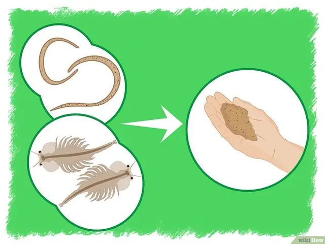 Hướng Dẫn Chi Tiết Cách Ép Cá Xiêm Thành Công Cho Người Mới