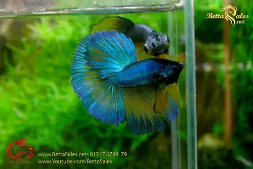 Hướng Dẫn Chi Tiết Cách Form Cá Betta Chuẩn Chuyên Gia