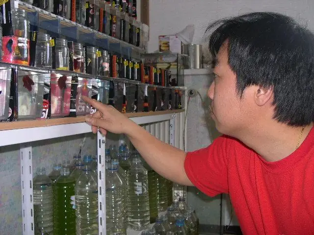 Hướng Dẫn Chi Tiết Cách Form Cá Betta Chuẩn Chuyên Gia