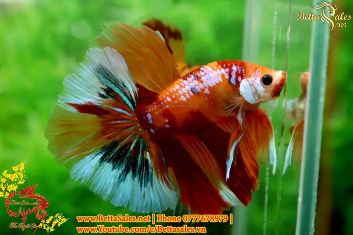 Hướng Dẫn Chi Tiết Cách Form Cá Betta Chuẩn Chuyên Gia