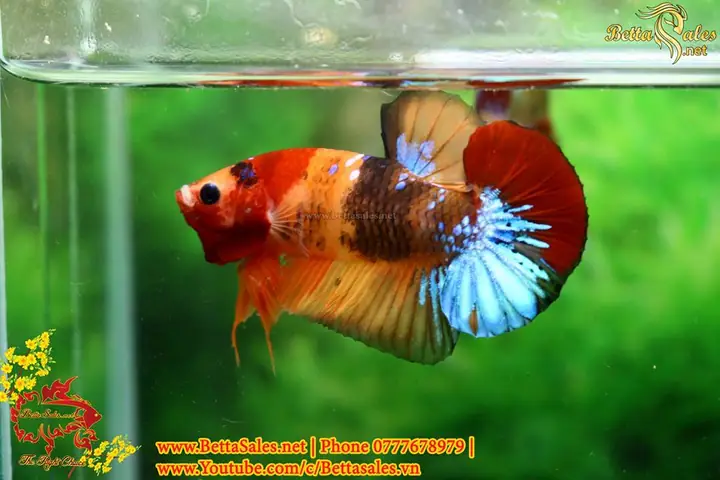 Hướng Dẫn Chi Tiết Cách Form Cá Betta Chuẩn Chuyên Gia