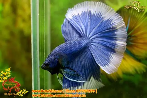 Hướng Dẫn Chi Tiết Cách Form Cá Betta Chuẩn Chuyên Gia