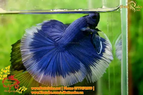 Hướng Dẫn Chi Tiết Cách Form Cá Betta Chuẩn Chuyên Gia