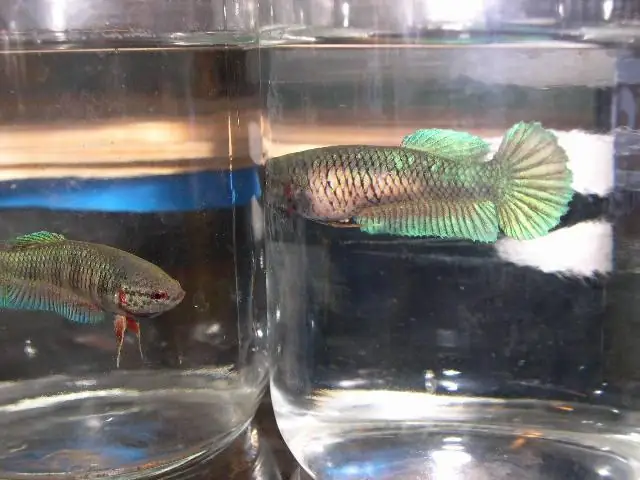 Hướng Dẫn Chi Tiết Cách Form Cá Betta Chuẩn Chuyên Gia