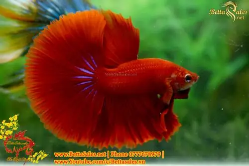 Hướng Dẫn Chi Tiết Cách Form Cá Betta Chuẩn Chuyên Gia