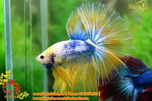 Hướng Dẫn Chi Tiết Cách Form Cá Betta Chuẩn Chuyên Gia
