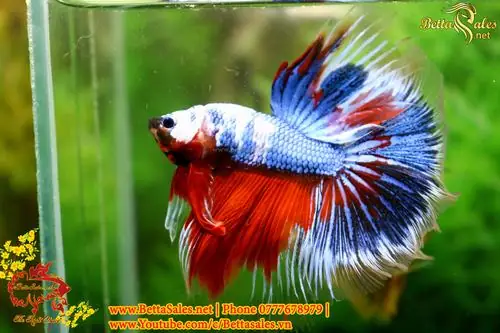 Hướng Dẫn Chi Tiết Cách Form Cá Betta Chuẩn Chuyên Gia