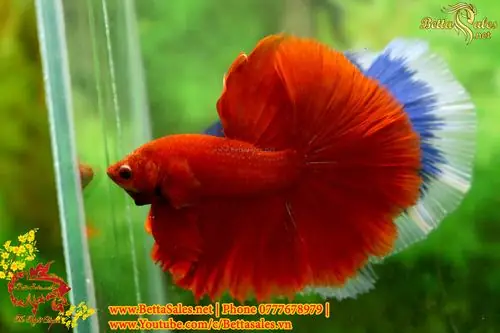 Hướng Dẫn Chi Tiết Cách Form Cá Betta Chuẩn Chuyên Gia