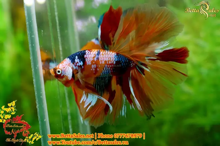 Hướng Dẫn Chi Tiết Cách Form Cá Betta Chuẩn Chuyên Gia
